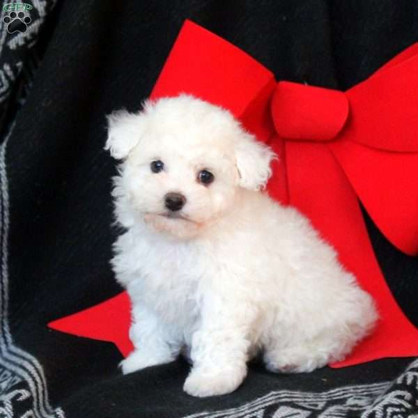 Bella, Bichon Frise Puppy