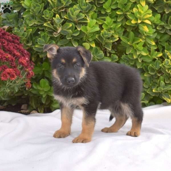 Bella, German Shepherd Puppy