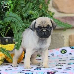 Bella, Pug Puppy