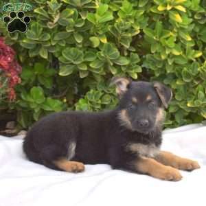 Bella, German Shepherd Puppy