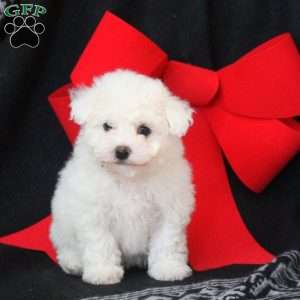 Bella, Bichon Frise Puppy