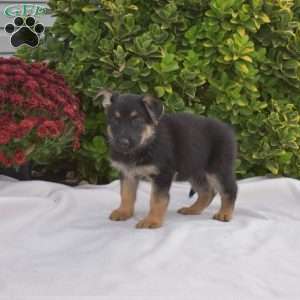 Bella, German Shepherd Puppy