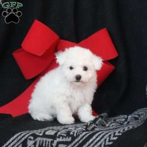 Bella, Bichon Frise Puppy