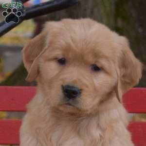 Bella, Golden Retriever Puppy