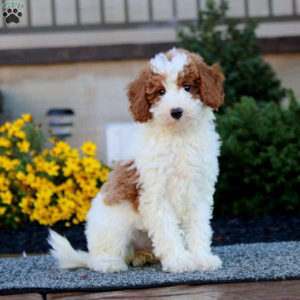 Bella, Miniature Poodle Puppy