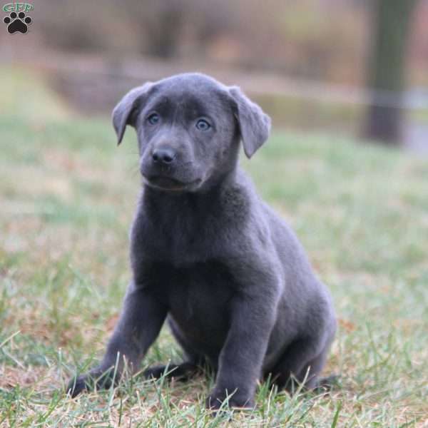 Bella, Charcoal Labrador Retriever Puppy