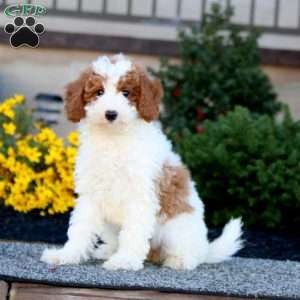 Bella, Miniature Poodle Puppy