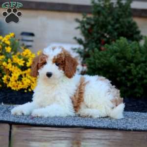 Bella, Miniature Poodle Puppy