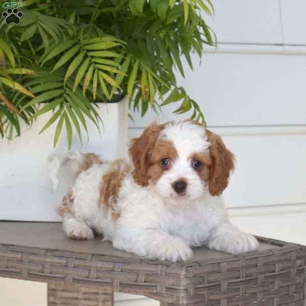 Belle, Cavapoo Puppy