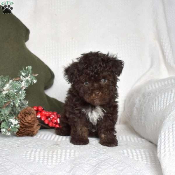 Belle, Toy Poodle Puppy