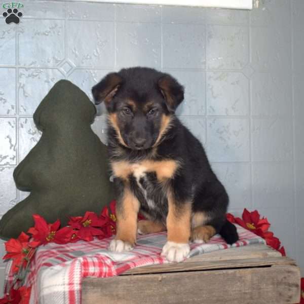 Belle, German Shepherd Mix Puppy