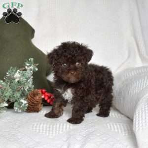 Belle, Toy Poodle Puppy