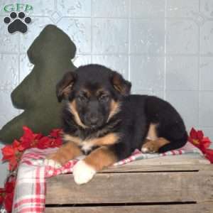 Belle, German Shepherd Mix Puppy