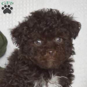 Belle, Toy Poodle Puppy