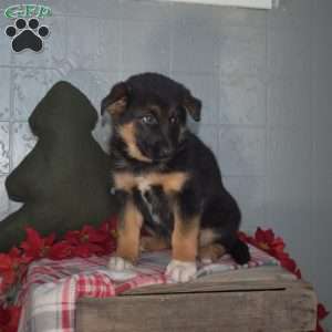 Belle, German Shepherd Mix Puppy