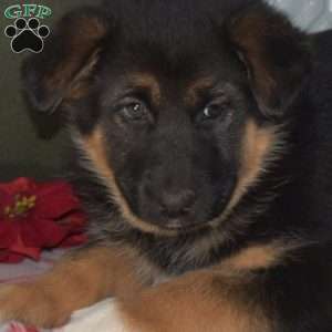 Belle, German Shepherd Mix Puppy