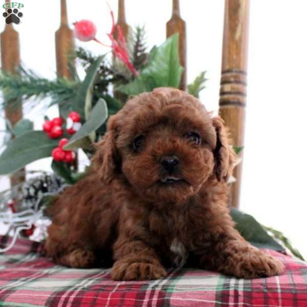 Bells, Toy Poodle Puppy