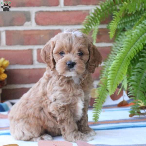 Bells, Cockapoo Puppy