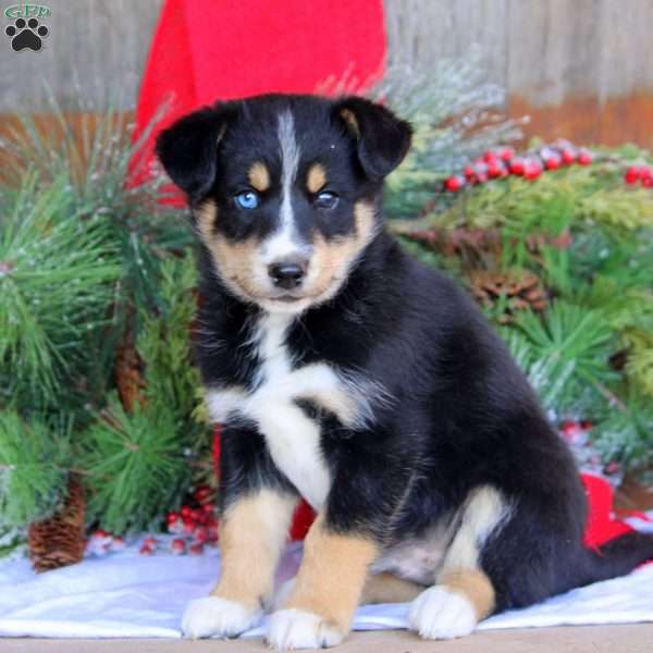 Benji, Bernese Mountain Dog Mix Puppy