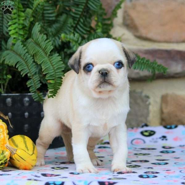 Benji, Pug Puppy