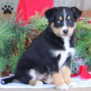 Benji, Bernese Mountain Dog Mix Puppy