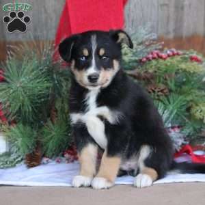 Benji, Bernese Mountain Dog Mix Puppy