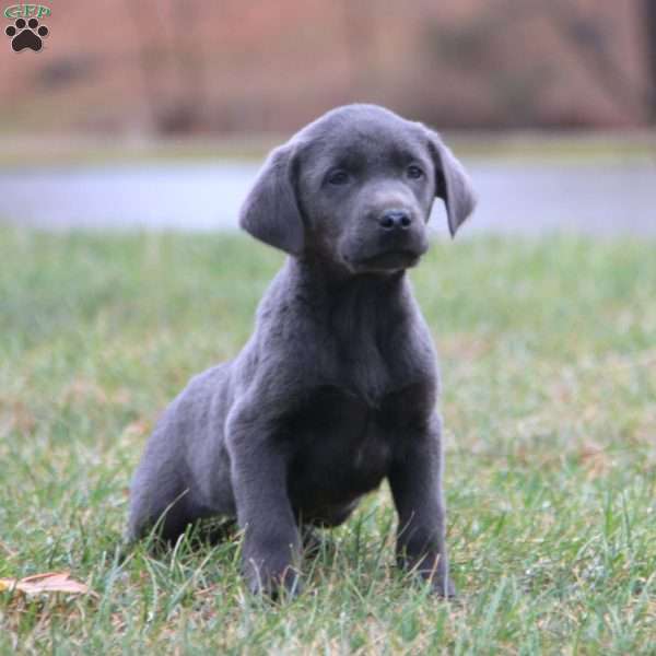 Benji, Charcoal Labrador Retriever Puppy