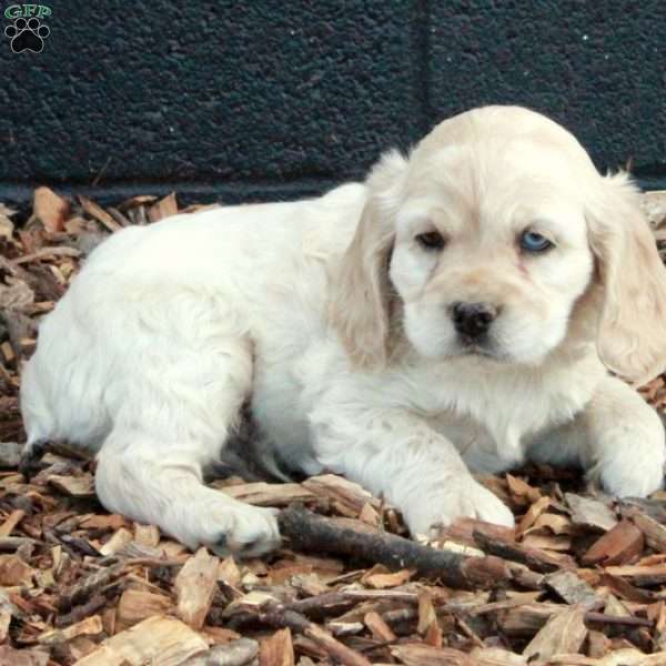 Benny, Cocker Spaniel Puppy