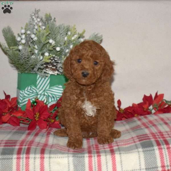 Bentley, Miniature Poodle Puppy