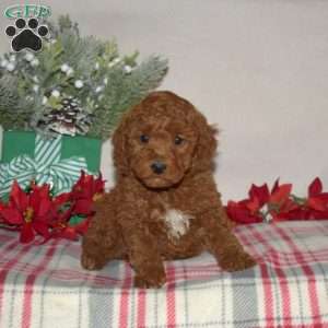 Bentley, Miniature Poodle Puppy