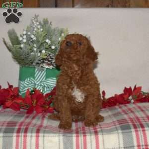 Bentley, Miniature Poodle Puppy