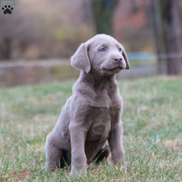 Bentley, Silver Labrador Retriever Puppy