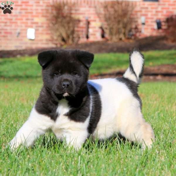 Bethany, Akita Puppy