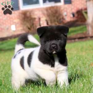 Bethany, Akita Puppy