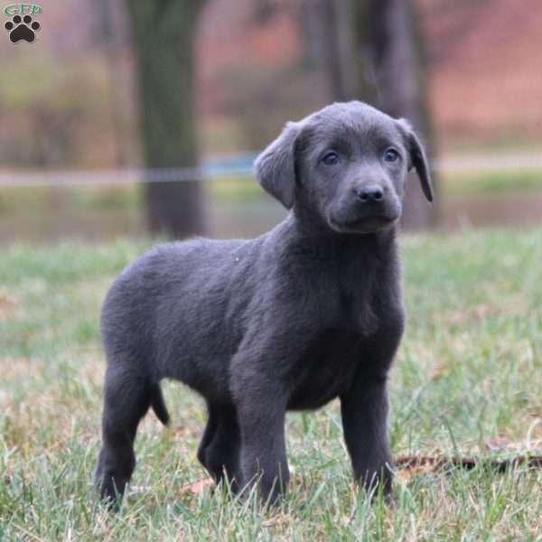 Betsy, Charcoal Labrador Retriever Puppy