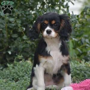 Betsy, Cavalier King Charles Spaniel Puppy