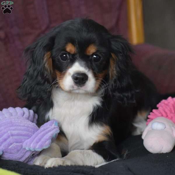 Betsy, Cavalier King Charles Spaniel Puppy