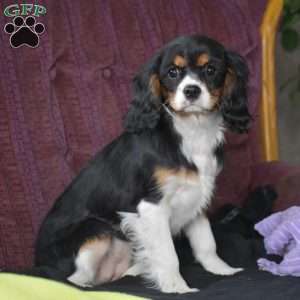 Betsy, Cavalier King Charles Spaniel Puppy