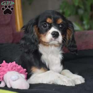 Betsy, Cavalier King Charles Spaniel Puppy