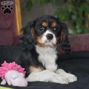 Betsy, Cavalier King Charles Spaniel Puppy