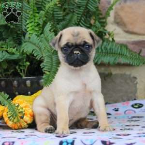 Pug Puppies For Sale - Greenfield Puppies