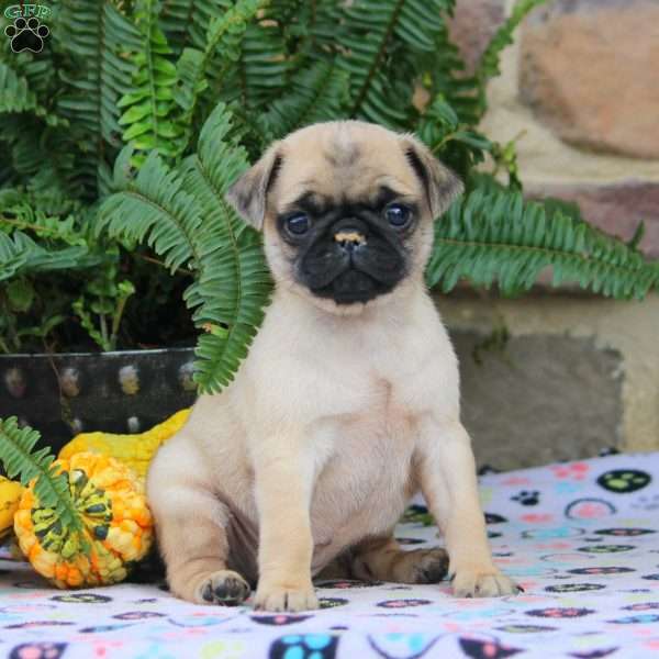 Betty, Pug Puppy