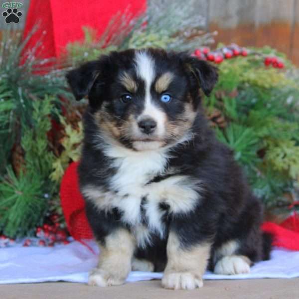 Betty, Bernese Mountain Dog Mix Puppy