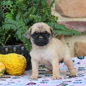 Betty, Pug Puppy