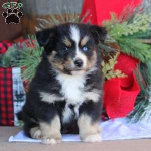 Betty, Bernese Mountain Dog Mix Puppy