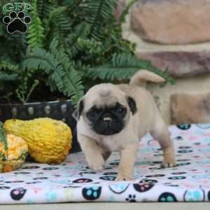 Betty, Pug Puppy