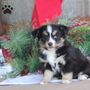 Betty, Bernese Mountain Dog Mix Puppy