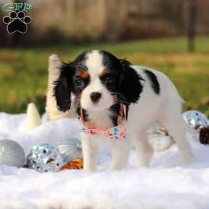 Betzy, Cavalier King Charles Spaniel Puppy