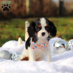 Betzy, Cavalier King Charles Spaniel Puppy