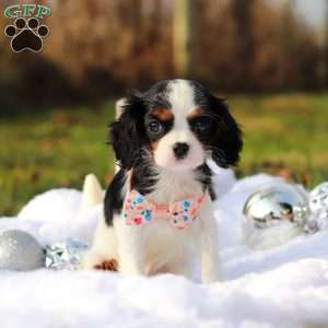 Betzy, Cavalier King Charles Spaniel Puppy